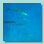 Dolphins_09